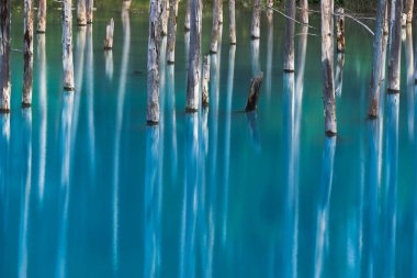 Abstract dry tree in blue pond Biei town. Feel Calming river and serene. Hokkaido,Japan