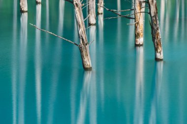 Abstract dry tree in blue pond at Japan Hokkaido Biei town. Feel Calming river and scenery.