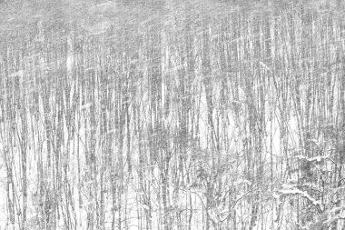 Blizzard in the winter white forest. Beautiful of weather abstract black and white background.