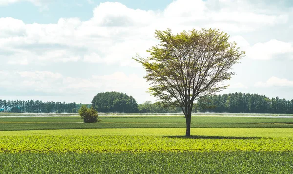 Farm Agriculture Landscaped View Alone Tree Fog Fertilizer Countryside Abashiri — Fotografia de Stock