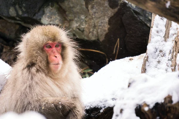 Snow Monkey Japanese Macaque Winter Snow Fall Tour Destination Nagano — Stock Photo, Image
