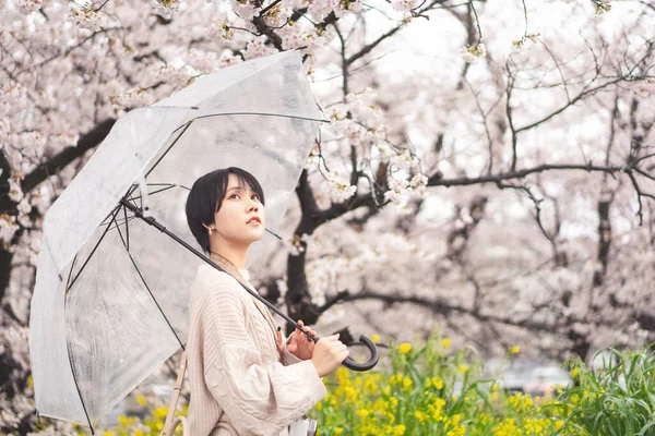Japonya Bahar Mevsiminde Kiraz Çiçeğiyle Yağmurlu Bir Gün Şemsiye Kullanan — Stok fotoğraf