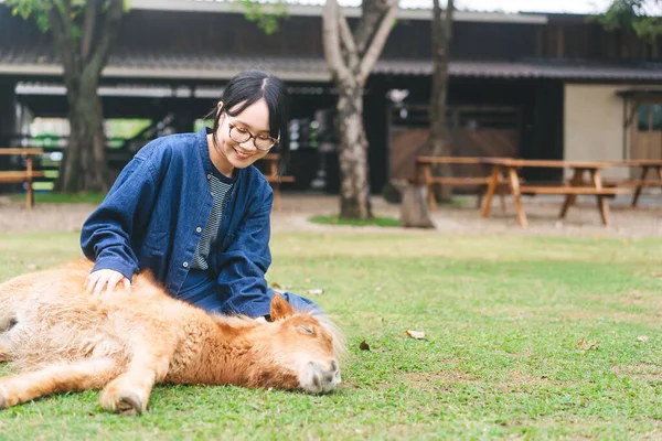 農地動物園での旅行者 若い大人のアジアの女性は屋外で赤ちゃんの馬を果たしている 動物との休日の活動はリラックスしてください 青いジーンズを着る人 — ストック写真