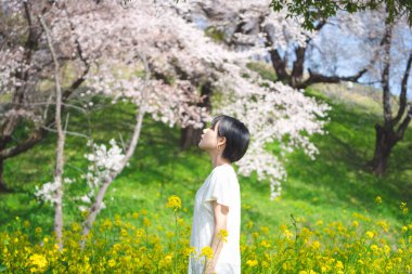 Young adult asian japanese woman standing relax and calm in yellow flower blossom field. Outdoor leisure in nature on spring season. clipart