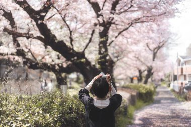 Geçmişe bakan genç yetişkin Japon kadın pembe sakura kiraz çiçeği ağacı arka planı. Kamerayla hayat tarzını gezin. Hanami festivali Mart ve Nisan aylarında Japonya 'da.