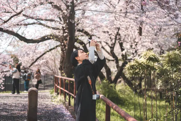 Joven Adulto Japonés Turista Mujer Buscando Rosa Sakura Cerezo Flor Imagen De Stock