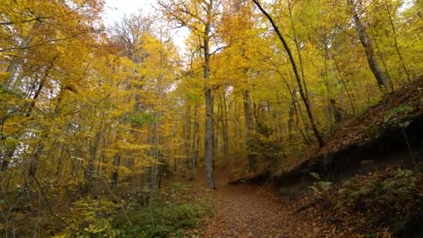 Feuilles Automne Tombant Dans Forêt Yedigoller Bolu — Video