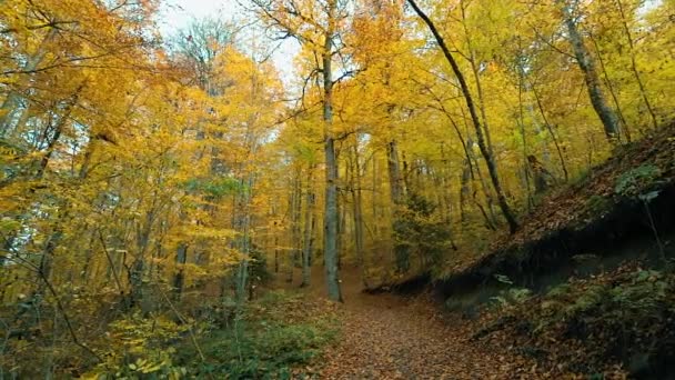 秋天的树叶落在森林里 Yedigoller Bolu — 图库视频影像