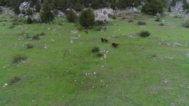 Aerial View Stray Horses Nature — Stock Video