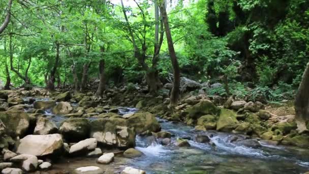 Cascada Arroyo Pequeño Bosque — Vídeos de Stock