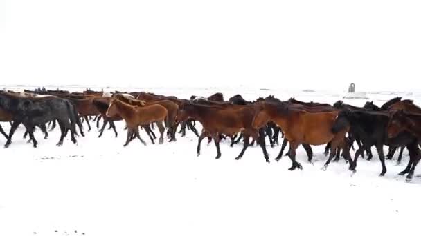 Vahşi Atlar Kış Mevsiminde Koşar — Stok video