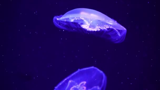 Brillante Vibrante Colorido Medusas Brillan Bajo Agua Neón Oscuro Dinámico — Vídeos de Stock
