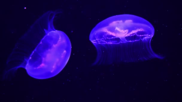 Glanzende Levendige Kleurrijke Kwallen Gloeien Onder Water Donkere Neon Dynamische — Stockvideo