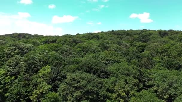 Bos Luchtfoto Episch Uitzicht Luchtfoto Van Het Boslandschap Inzoomen — Stockvideo