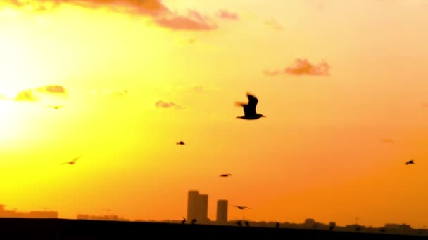 Létající Racek Při Západu Slunce Istanbul Turecko — Stock video
