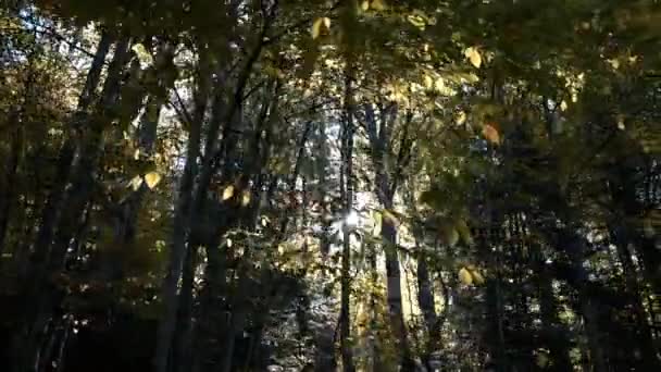 Höstsäsongen Sevenlakes Nationalpark Yedigoller Milli Parki Bolu Turkiet Solstrålar Kommer — Stockvideo