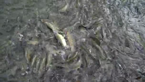 Sanliurfa鱼湖 鱼在赫兹 亚伯拉罕池塘 — 图库视频影像