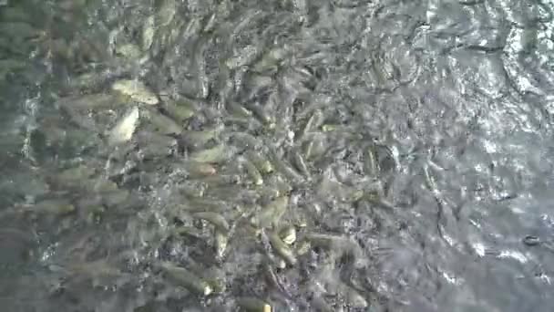 Sanliurfa鱼湖 鱼在赫兹 亚伯拉罕池塘 — 图库视频影像