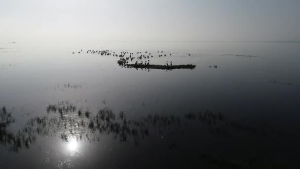 Colonia Pelícana Nada Lago Aeria Vista Drone Disparo — Vídeo de stock