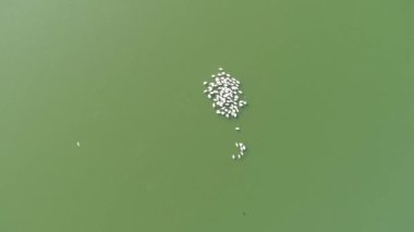 Pelikan kolonisi gölde yüzüyor. Aeria görünümü drone görüntüsü.