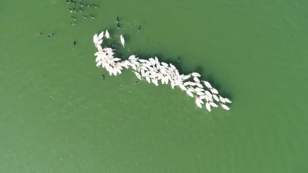 Die Pelikankolonie Schwimmt See Drohne Aus Der Luft Abgeschossen — Stockvideo