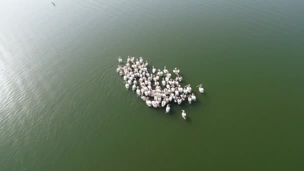 Colonia Pelícana Nada Lago Aeria Vista Drone Disparo — Vídeo de stock