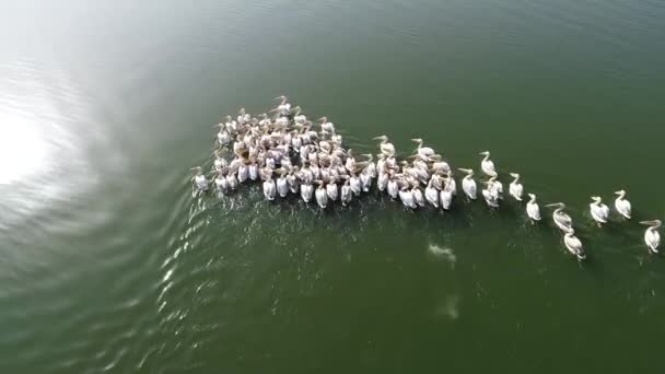 Kolonia Pelikanów Pływa Jeziorze Aeria Widok Strzał Drona — Wideo stockowe