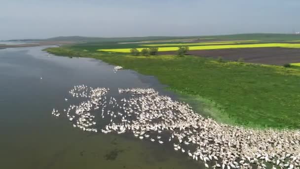 Die Pelikankolonie Schwimmt See Drohne Aus Der Luft Abgeschossen — Stockvideo