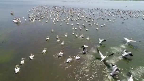 Colonie Pélican Nage Dans Lac Aeria Vue Drone Shot — Video