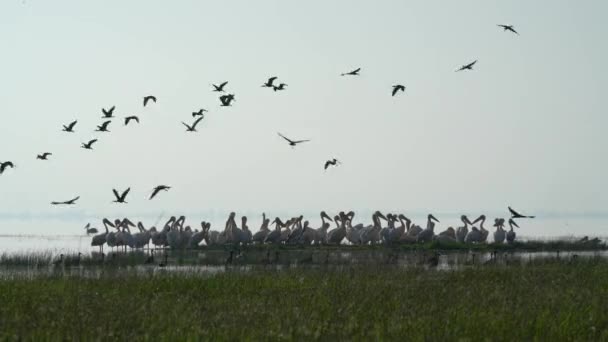 Manyas Kuş Cenneti Balikesir Pelikan Kolonisi Gölde Yüzüyor — Stok video