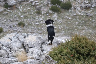 Güzel bir köpek standı