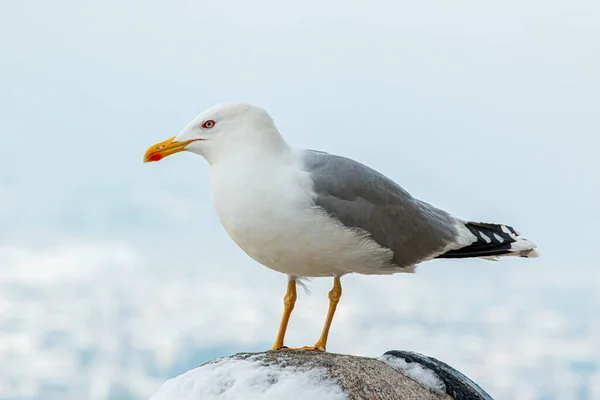 Gaviota Blanca Limpia Parada Sobre Piedra —  Fotos de Stock