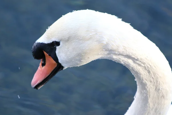 Bonito Cisne Branco Gracioso Nadando Água Potável Uma Lagoa — Fotografia de Stock