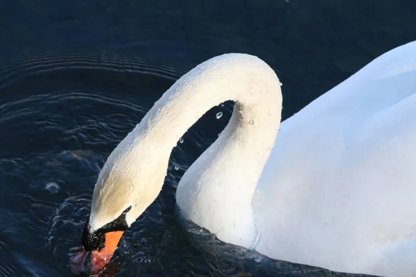 Güzel Zarif Beyaz Bir Kuğu Gölette Yüzüyor Içiyor — Stok fotoğraf