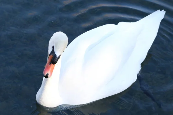Hermosa Elegante Cisne Blanco Nadando Agua Potable Estanque —  Fotos de Stock