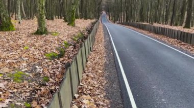 Güzel Sonbahar Yolu. Sonbahar Yolu Arkaplanı.