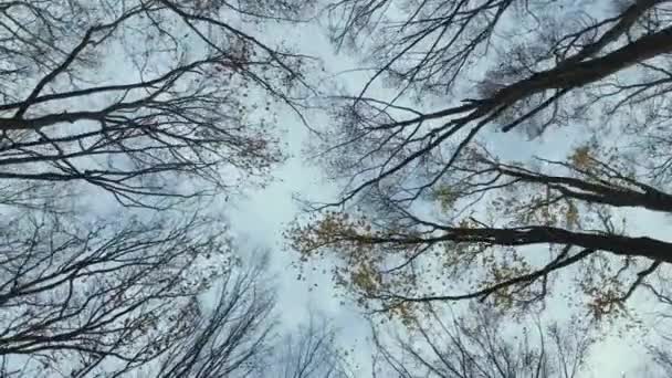 Szczyt Drzew Gałęzie Dołu Zdjęcia Drzew Tle Spacerując Lesie — Wideo stockowe