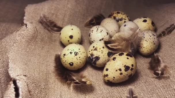 Beautiful Quail Eggs Brown Feathers Speckled Quail Eggs Brown Linen — Vídeos de Stock