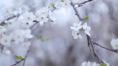 Beyaz Çiçekler, Çiçek Ağacı, Çiçek mevsimi, Çiçek dalları, Bahar Zamanı.