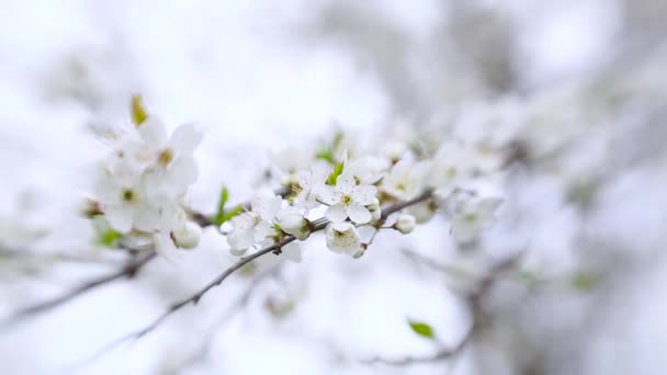 Beyaz Çiçekler Çiçek Ağacı Çiçek Mevsimi Çiçek Dalları Bahar Zamanı — Stok video