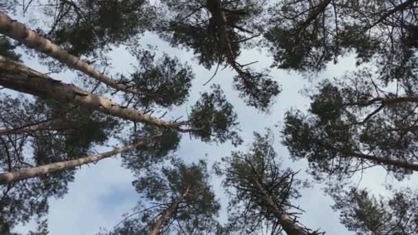 Topo Das Árvores Ramos Vista Inferior Imagens Fundo Árvores Spining — Vídeo de Stock