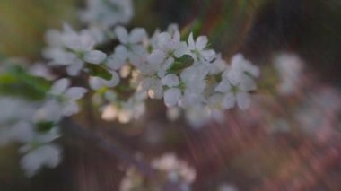 Beyaz çiçekler, çiçek ağaçları, gökkuşağı güneş ışınları, çiçek mevsimi, çiçekli dallar, bahar zamanı..