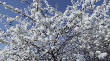 Beyaz Çiçekler, Çiçek Ağacı, Çiçek mevsimi, Çiçek dalları, Bahar Zamanı.