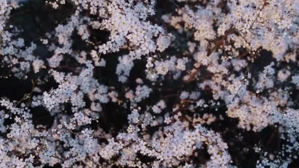 Weiße Blumen Blütenstrauch Blütezeit Blühende Zweige Frühlingszeit — Stockvideo
