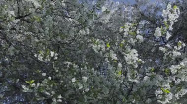 Beyaz Çiçekler, Çiçek Ağacı, Çiçek mevsimi, Çiçek dalları, Bahar Zamanı.