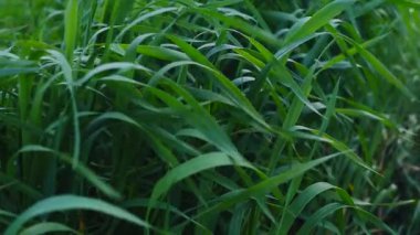 Güzel çavdar tarlası. Çavdar üretimine adanmış arazi bölgesi. Çavdar ekimi.