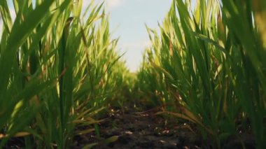 Buğday üretimine adanmış arazi bölgesi. Buğday tarlası. Buğday yetiştirme.