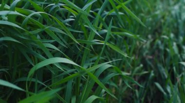Güzel çavdar tarlası. Çavdar üretimine adanmış arazi bölgesi. Çavdar ekimi.