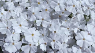 Phlox Stylus. Phlox Syliform 'un beyaz çiçekleri. Sürünen Phlox 'un güzel çiçekleri. 