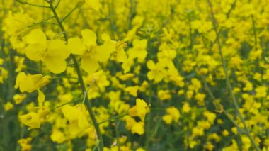 Kolza tohumu ekimi. Tarla kolza bulanmış. Güzel sarı kolza tohumu çiçeği.